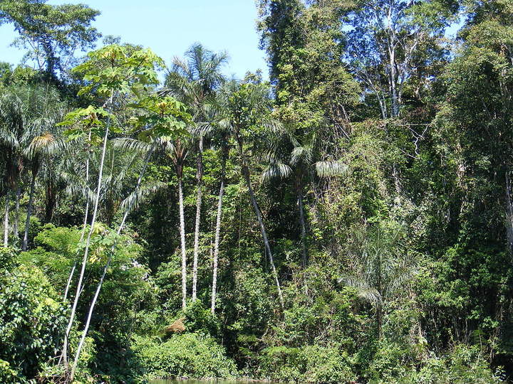 Selva Amazónica 2