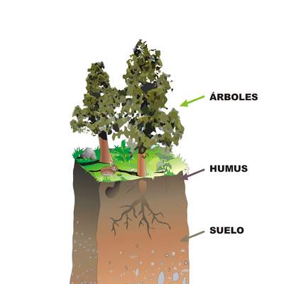 Estructura del suelo sin rotular