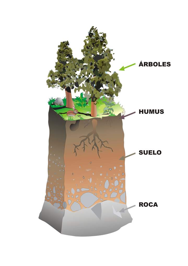 Estructura del suelo sin rotular