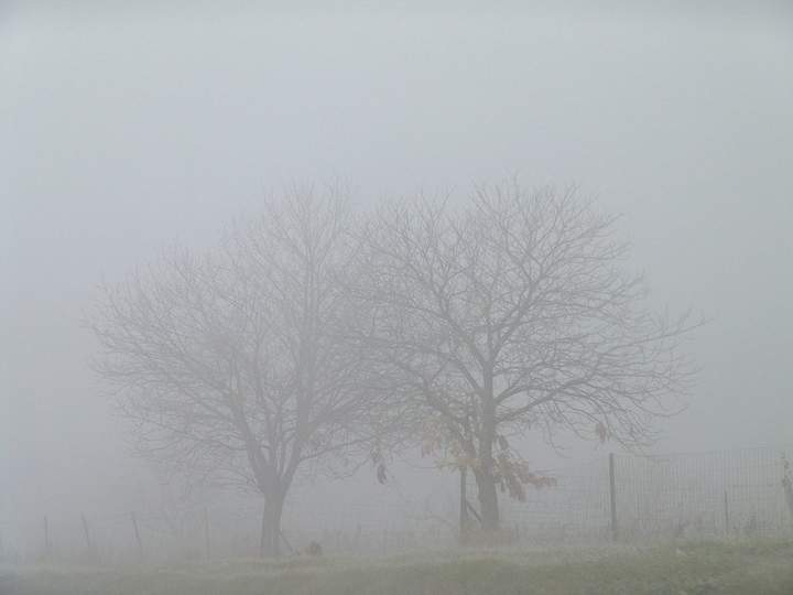 Niebla