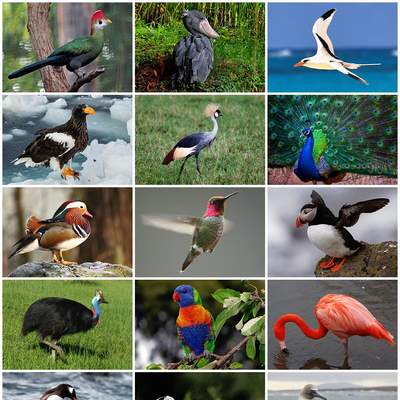 Pájaros de diferentes especies