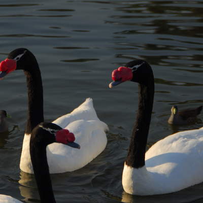 Cisnes de cuello negro