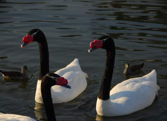 Cisnes de cuello negro