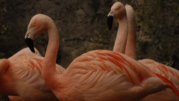 Flamencos