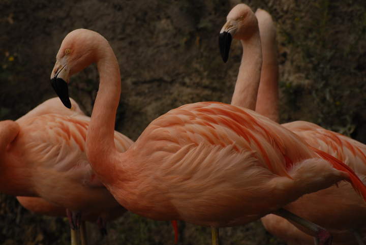 Flamencos