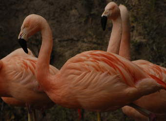 Flamencos