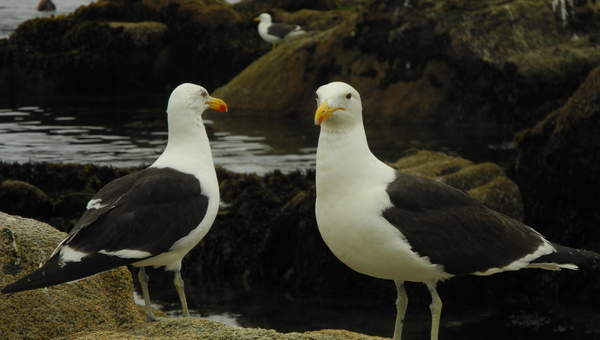 Gaviotas