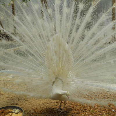 Pavo real blanco