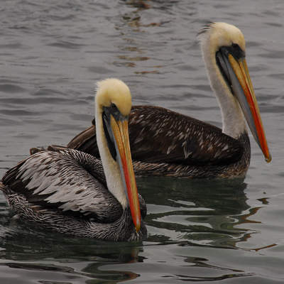 Pelicanos