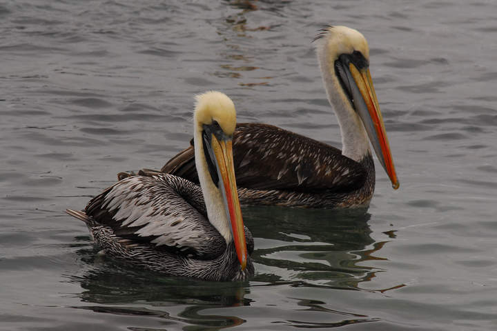 Pelicanos