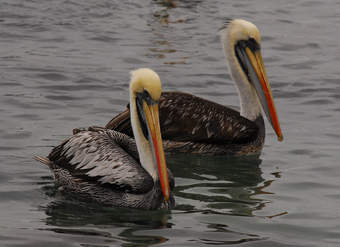 Pelicanos