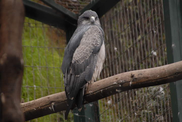 Aguilucho (1)