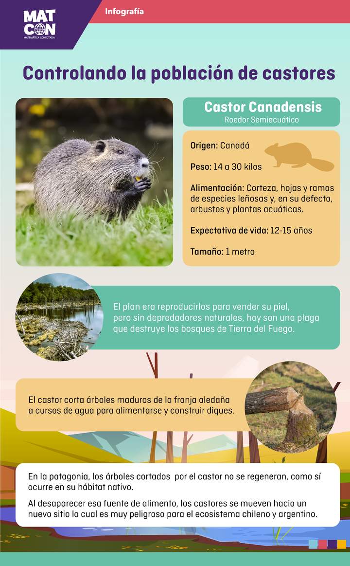 Infografía: Control de la población de castores