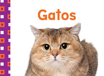 Gatos (Cats)