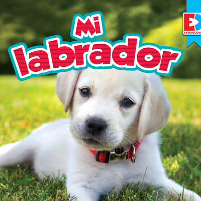 Mi labrador