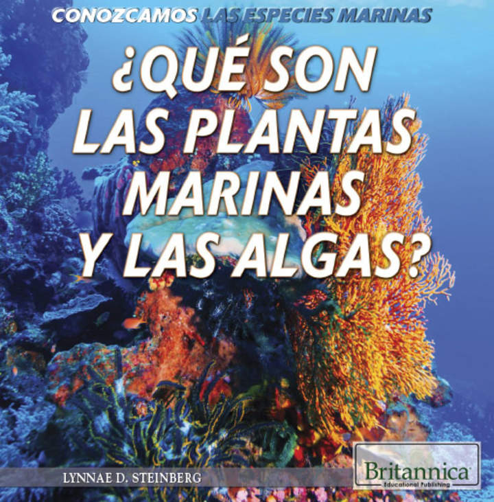 ¿Qué son las plantas marinas y las algas? (What Are Sea Plants and Algae?)