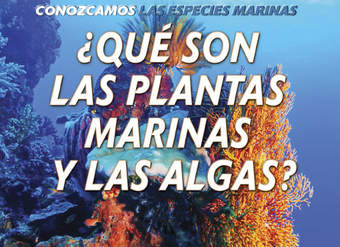 ¿Qué son las plantas marinas y las algas? (What Are Sea Plants and Algae?)