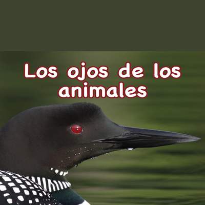 Los ojos de los animales