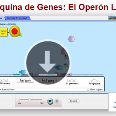 La Máquina de Genes: El Operón Lac