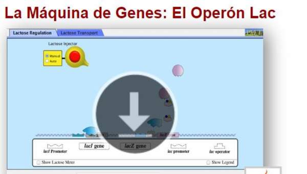 La Máquina de Genes: El Operón Lac