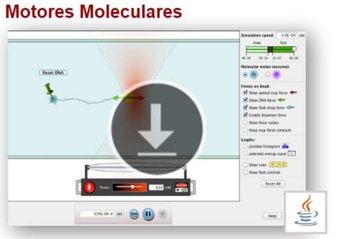 Motores Moleculares