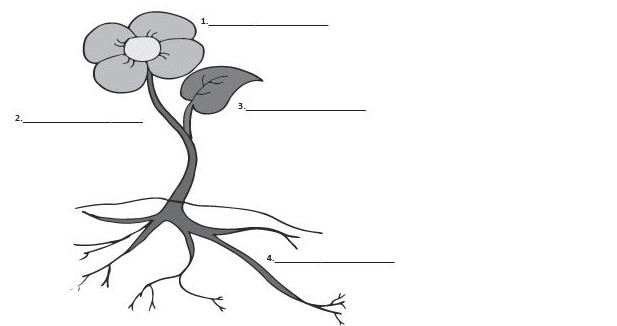 Partes de una planta