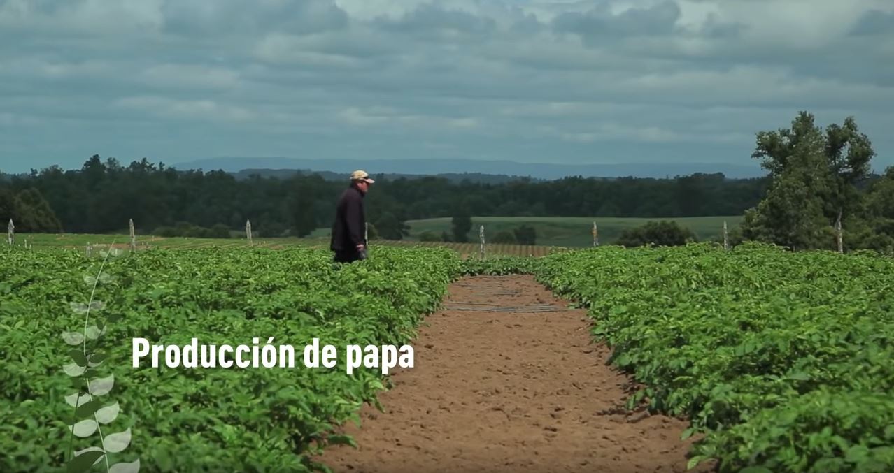 Producción de papa