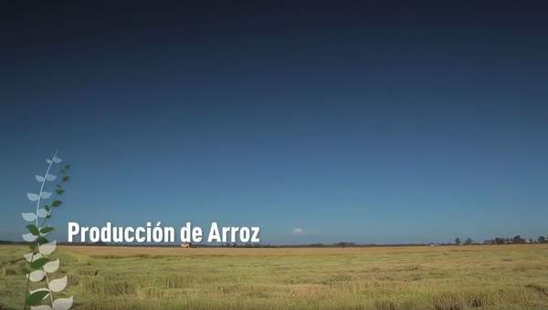 Producción de arroz