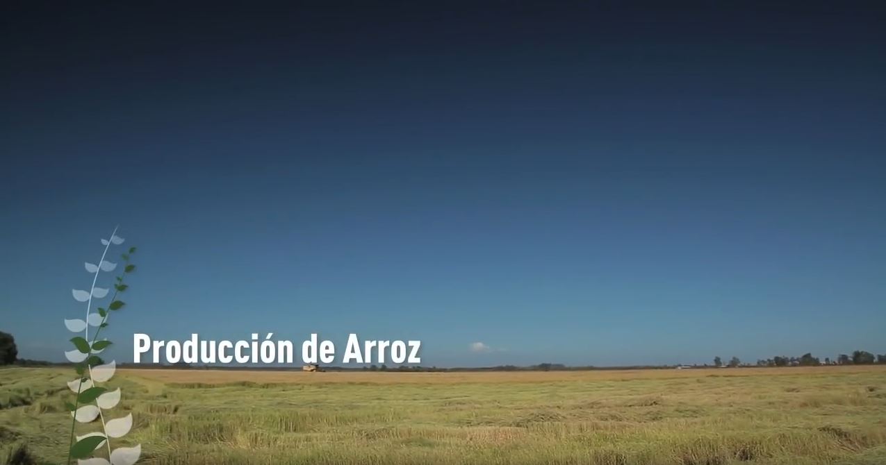 Producción de arroz