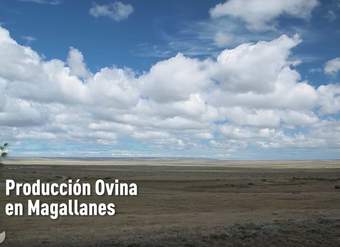 Producción ovina en Magallanes