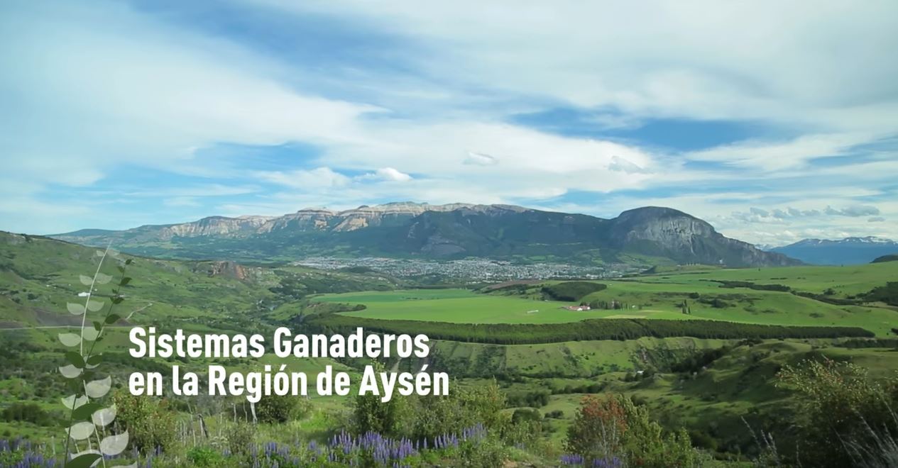 Sistemas ganaderos en la región de Aysén