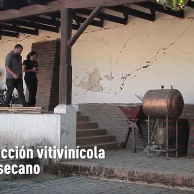 Producción vitivinícola en el secano