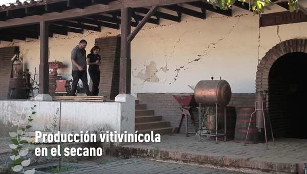 Producción vitivinícola en el secano