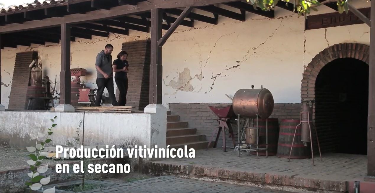 Producción vitivinícola en el secano