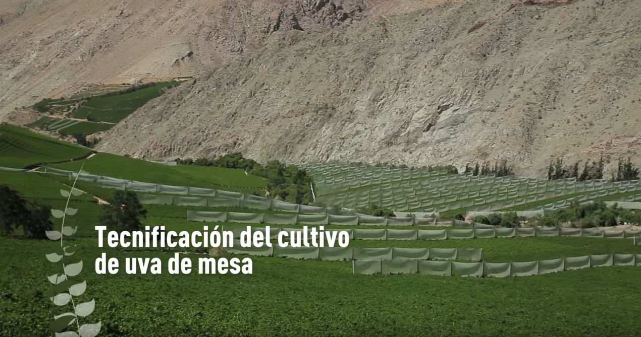 Tecnificación del cultivo de uva de mesa