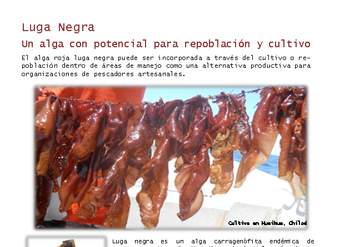 Luga negra