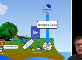 Biogeochemical Cycles