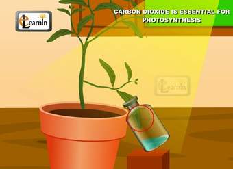 Carbon dioxide is essential for Photosynthesis proved with simple experiment - Science