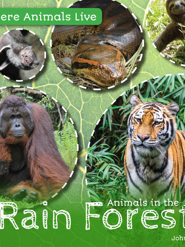 Animals in the Rain Forest