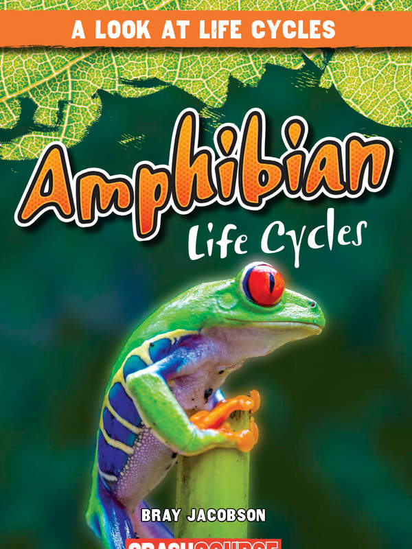 Amphibian Life Cycles