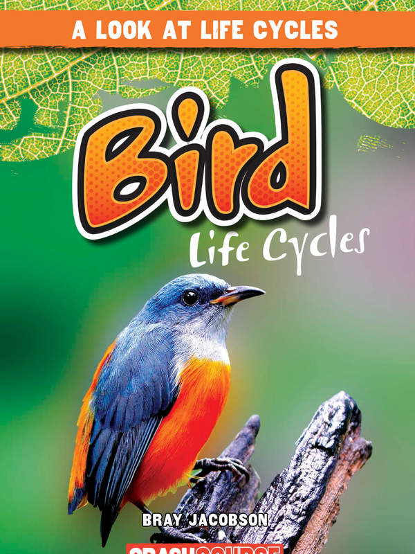 Bird Life Cycles