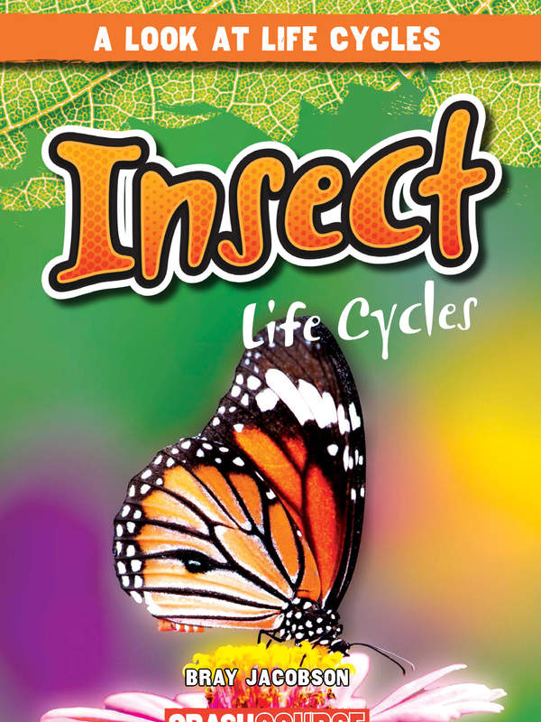 Insect Life Cycles