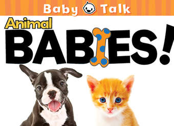 Animal Babies!