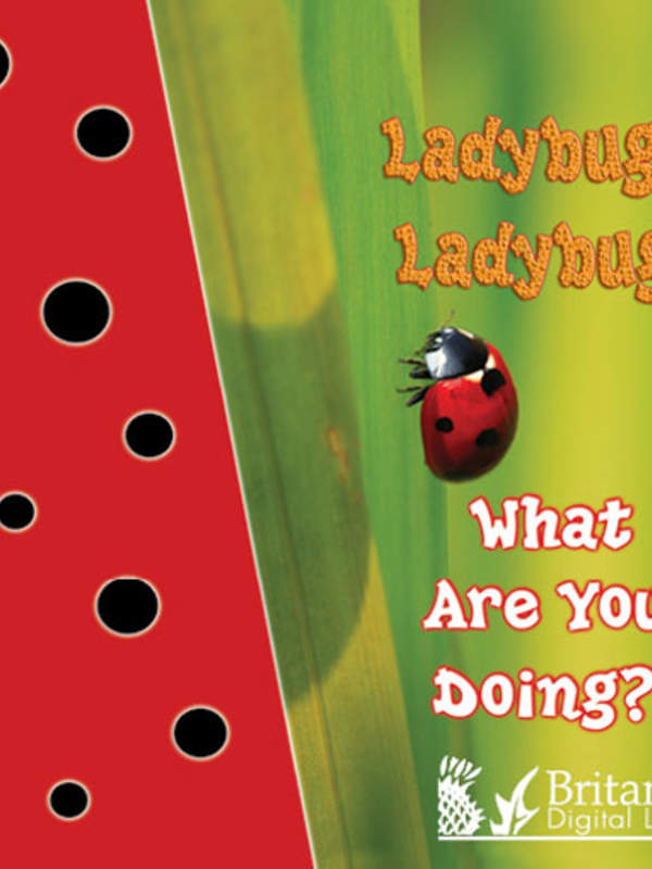 Ladybug, Ladybug, What Are You Doing?