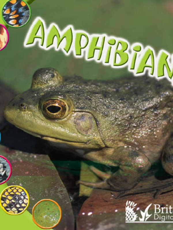 Amphibians