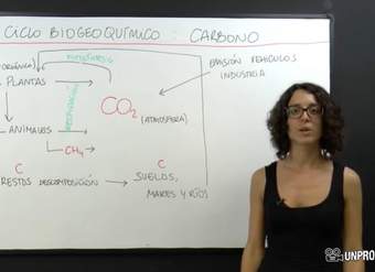 Ciclos biogeoquímicos