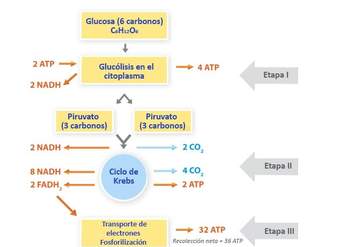 El rol de la respiración