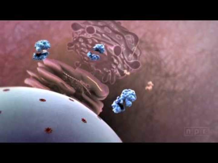 ¡Ataque de gripe! Cómo un virus invade tu cuerpo ¡Ataque de gripe! Cómo un virus invade tu cuerpo