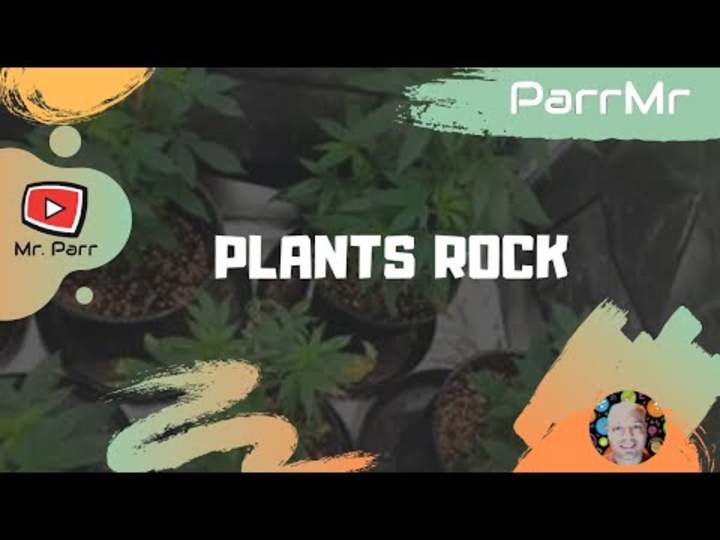 Plantas Rock Song