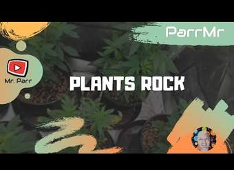 Plantas Rock Song
